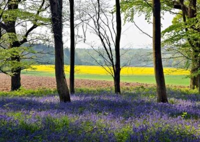 Bluebell Woodland in bloom in springtime on a guided walk in the South Downs