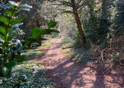 South Woods as viewed on a Wellness Walking Tours guided walks in West Sussex