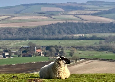View to Amberley mount on one of our guided walks in the south downs