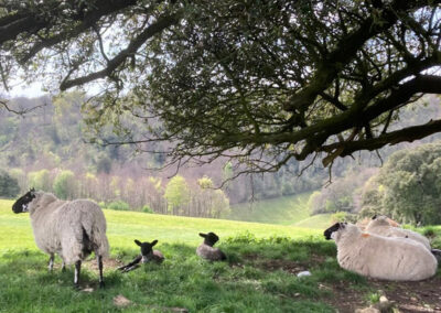 Spring lambs on one of our guided walks